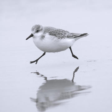Oiseaux de mer